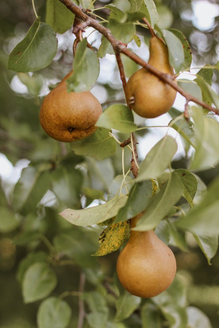 The Orchard