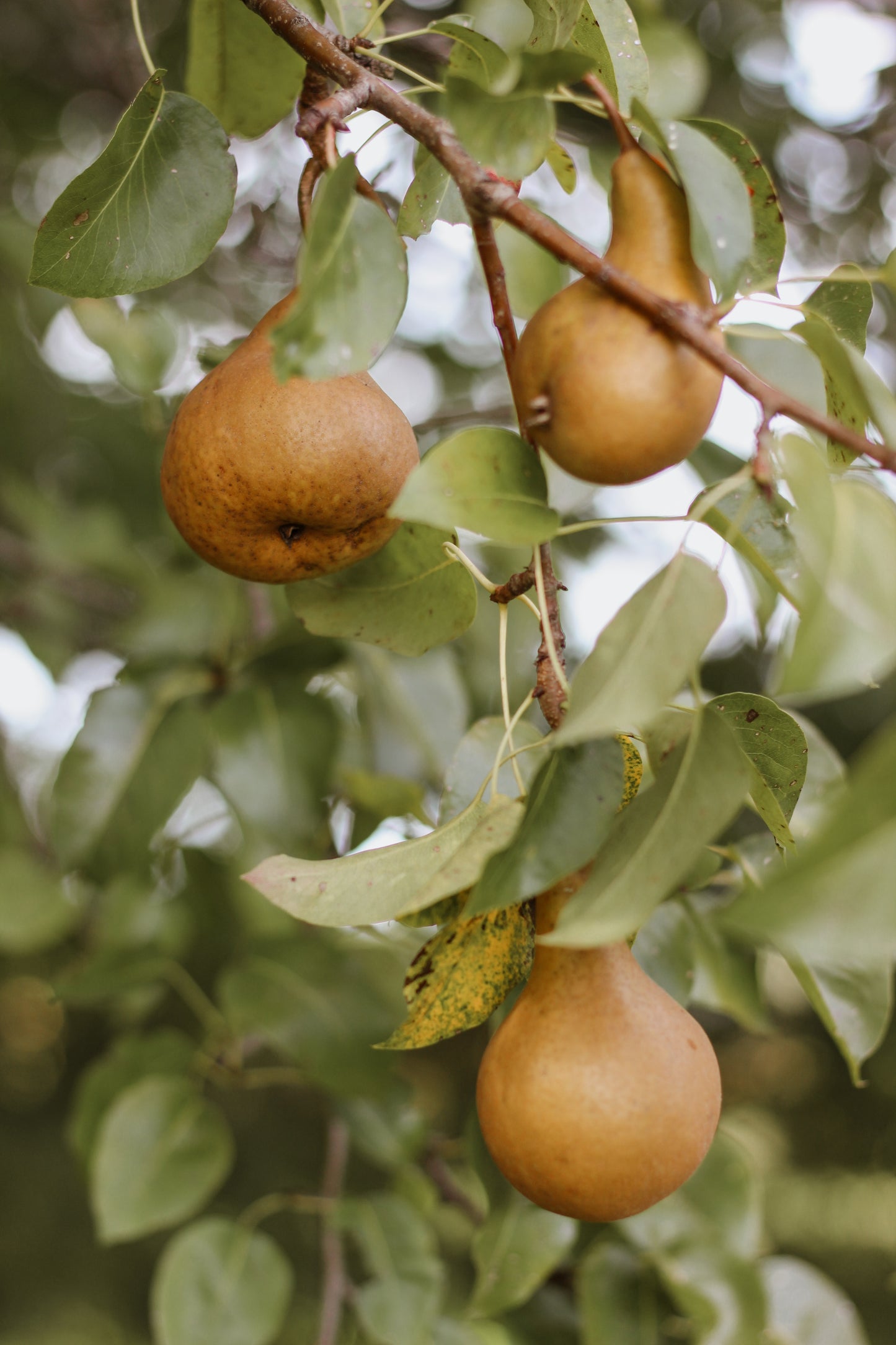 "The Orchard"